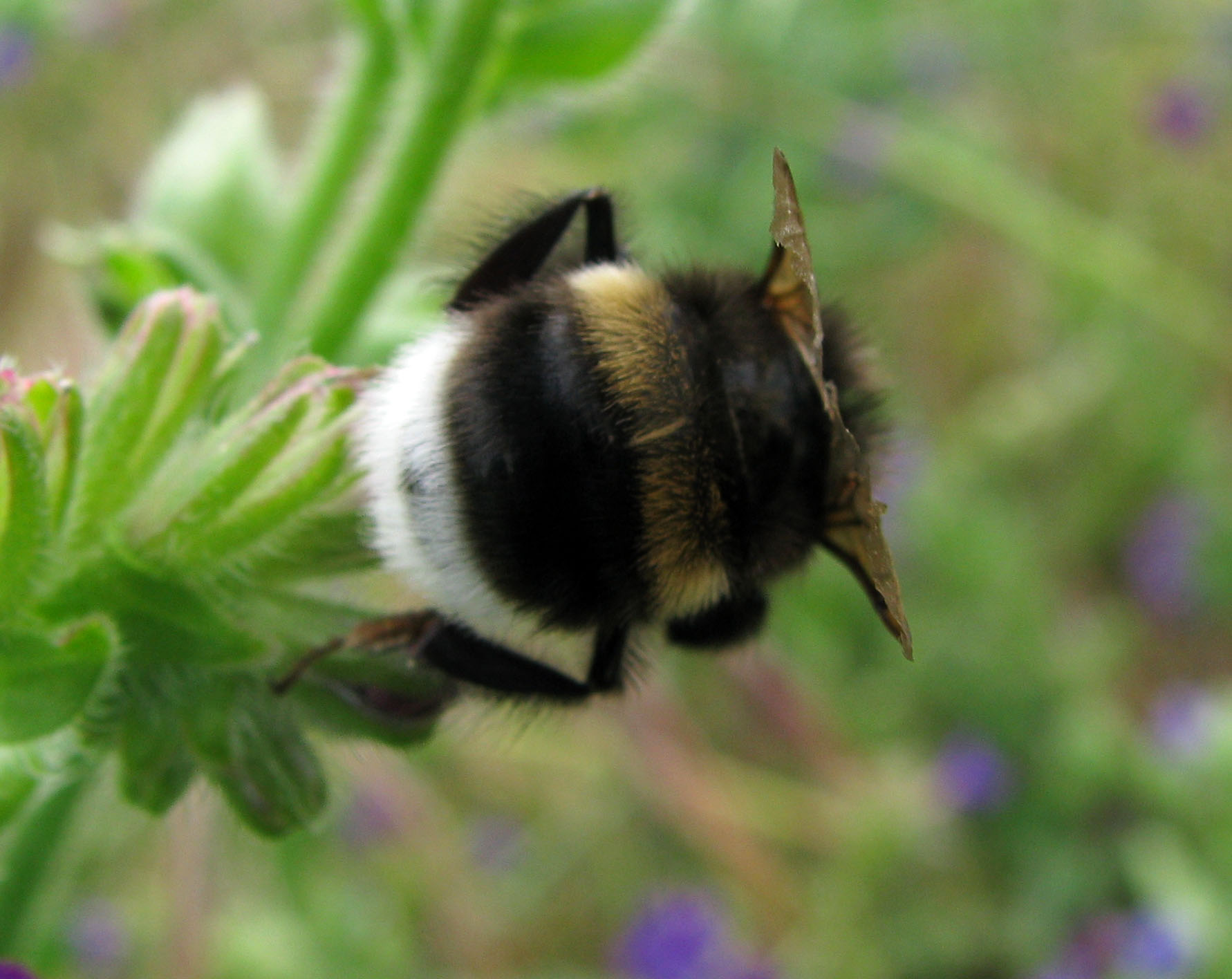 Bombus del gruppo terrestris.